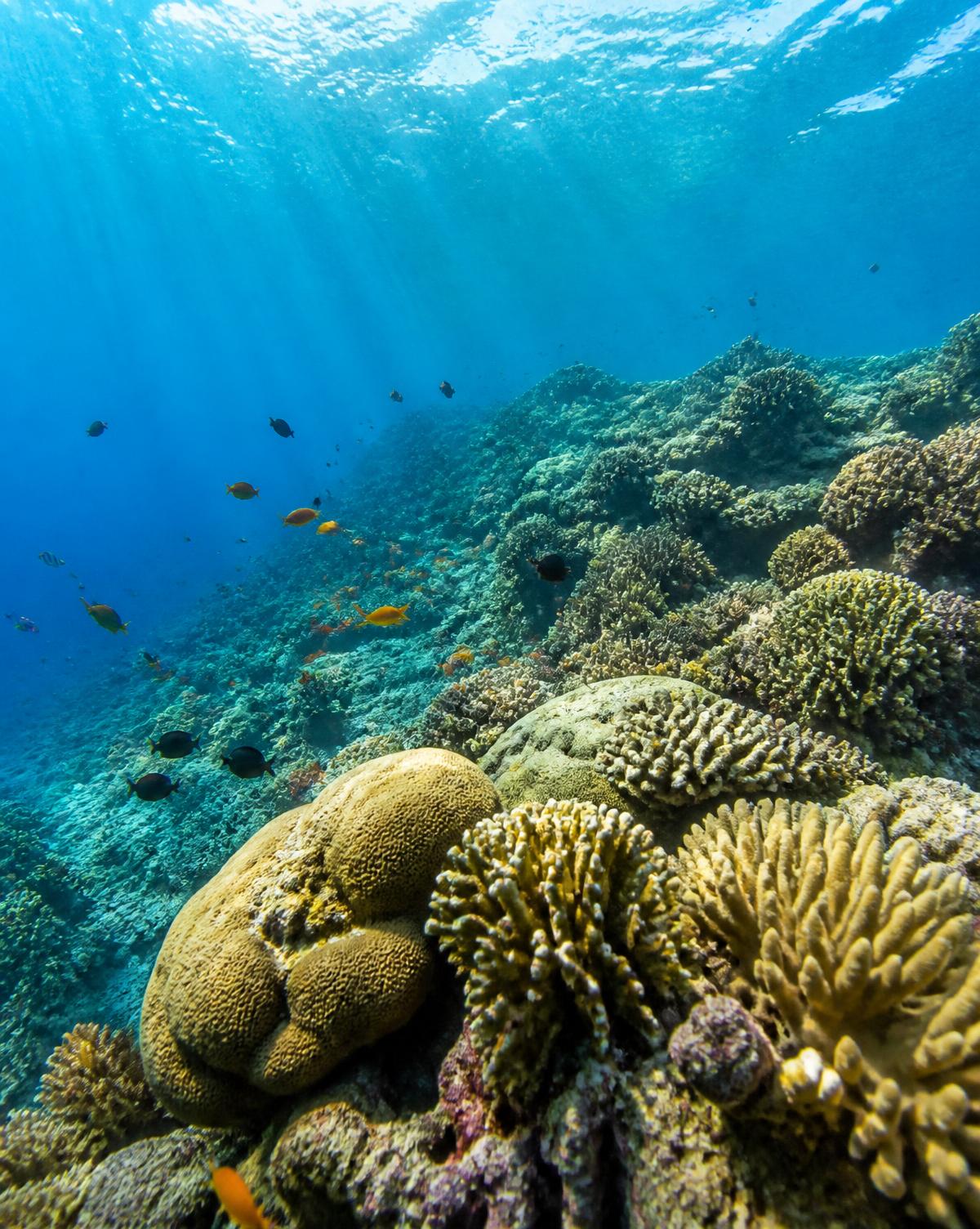 Healthy coral reef with tropical fish in clear turquoise water
